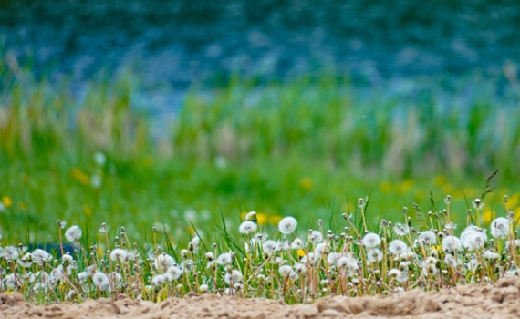 Губернатор Ленобласти рассказал о благоустройстве парка в Подпорожье Губернатор Ленобласти рассказал о благоустройстве парка в Подпорожье