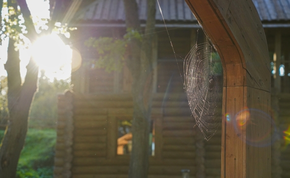 Расшифровка знаков: о чем говорят пауки в вашем доме — удача, деньги, гость, проклятие и не только Расшифровка знаков: о чем говорят пауки в вашем доме — удача, деньги, гость, проклятие и не только