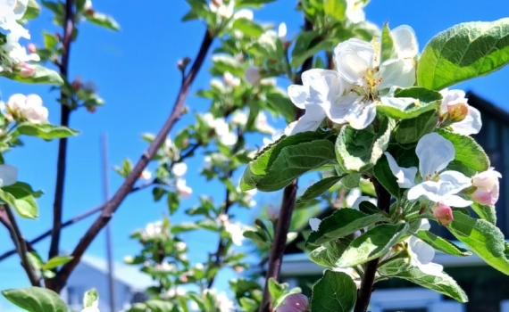 Тёмная сторона золы: под какие садовые культуры нельзя сыпать древесный пепел — проверьте себя Тёмная сторона золы: под какие садовые культуры нельзя сыпать древесный пепел — проверьте себя