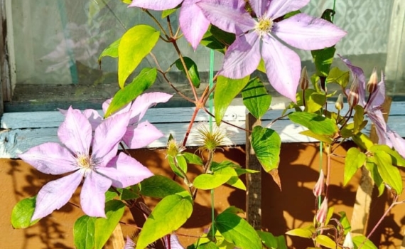 Клематис — король вертикального сада: 5 шагов к водопаду цветов от весны до осени Клематис — король вертикального сада: 5 шагов к водопаду цветов от весны до осени