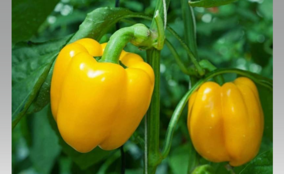 Перец пойдет в рост через неделю: три компонента в лунку — никакой магии, просто правильная химия Перец пойдет в рост через неделю: три компонента в лунку — никакой магии, просто правильная химия