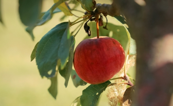 Тля сдалась без боя: советская мазь на дерево — лучше магазинных гелей, муравьи бегут без оглядки Тля сдалась без боя: советская мазь на дерево — лучше магазинных гелей, муравьи бегут без оглядки